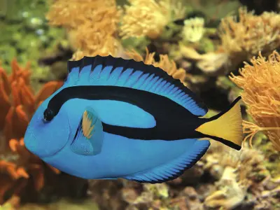 Paracanthurus Hepatus - Blue Tang - Low Poly Low-poly 3D model