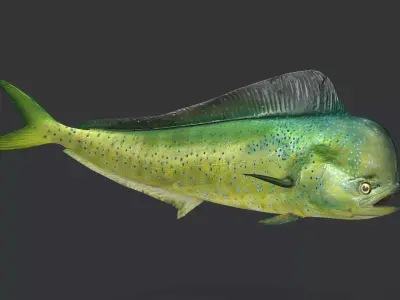 Realistic Mahi Mahi Animated 3D model