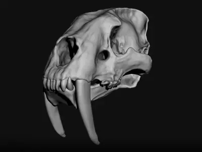 Saber Toothed Tiger Skull Low-poly 3D model