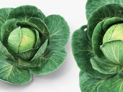 Leafy Cabbage Head Green 3D model