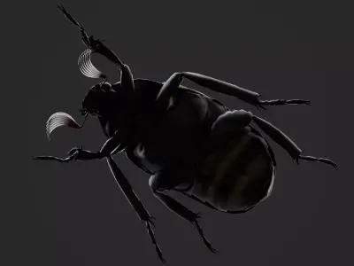 Cockchafer June Beetle May Beetle Polyphylla Laticollis Low-poly 3D model