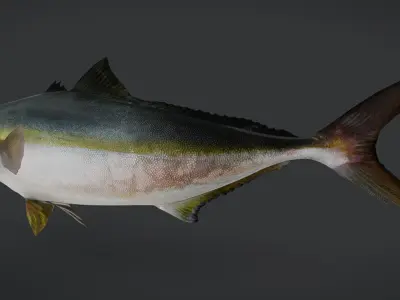 Yellowtail Amberjack Animated 3D model