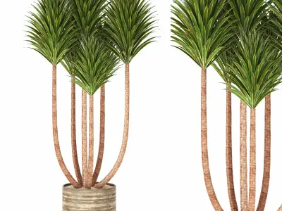 Indoor Plants in Ferm Living Bau Pot Large - Set020 3D model