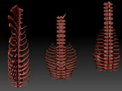 Dinosaur Spinosrs Tyrannosaurus Giganotosaurus SpineRib Skeltons 3D model