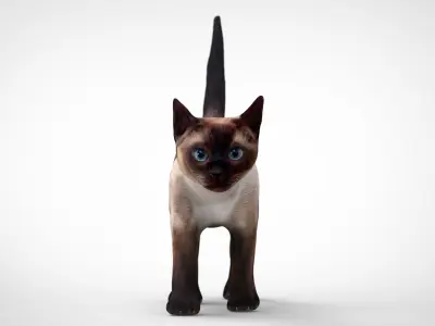 REALISTIC CAT siamese Low-poly 3D model