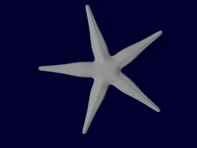 Starfish Sea star Asteroidea 3D model
