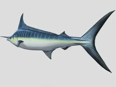 Blue Marlin  Realistic Animated Low-poly 3D model