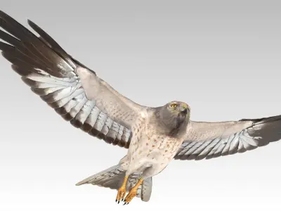Hen Harrier Low-poly 3D model