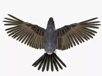 Bulbul bird rigged 3d model Low-poly 3D model