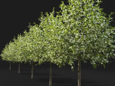 Prunus Padus 04 3D model