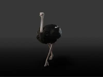 Ostrich Animated 3D model