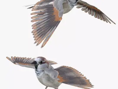 Sparrow Low-poly 3D model