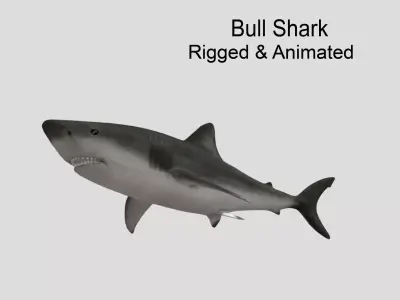 Bull Shark Realistic Animated Low-poly 3D model