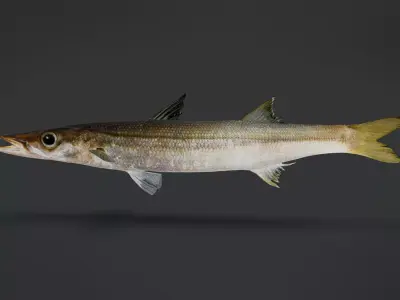 Realistic Red Barracuda Animated 3D model