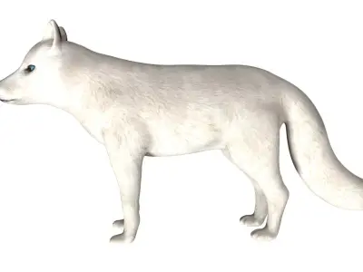 Arctic Fox Low-poly 3D model