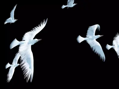 Seagull Animated Low-poly 3D model