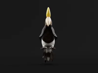 Rhinoceros Hornbill Bird 3D model