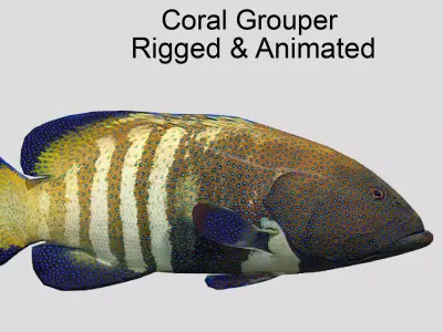 Coral Grouper Realistic Animated Low-poly 3D model