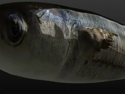 Mullet fish  Mediterranean sea fish Rigged Animated 3D model