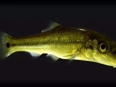 Sucker Minnow 3D model