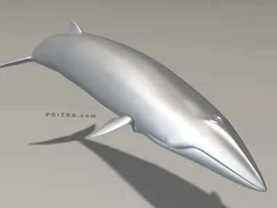 Minke Whale - Balaenoptera Acutoro - Adult Male - Pose 2 - 3D model