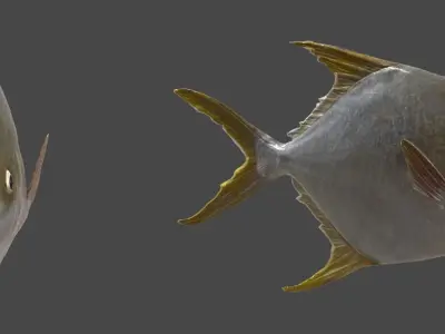 Pampus argenteus  fish Low-poly 3D model