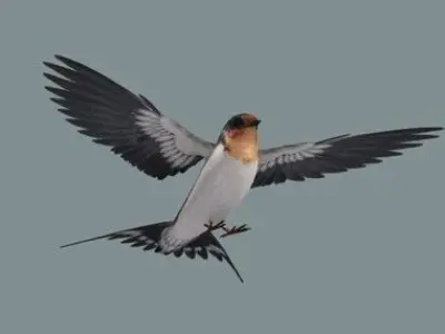 swallow flying in sky 3D model