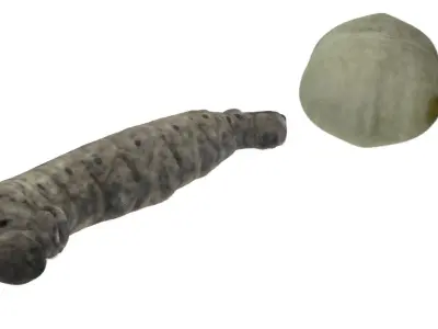 Silkworm With Cocoon 3D model