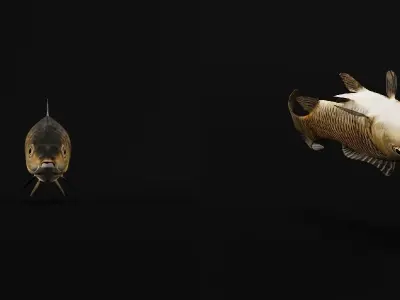 Common Eurasian Carp Fish Low-poly 3D model