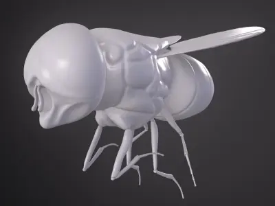 Califoride insect  3D model