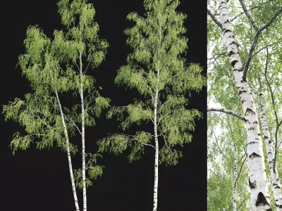 Birch forest part 09 3D model