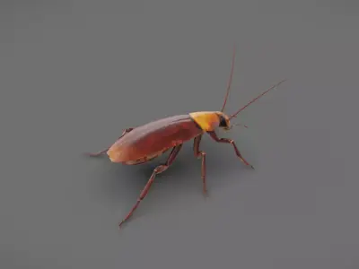 Roach - Read Description Low-poly 3D model
