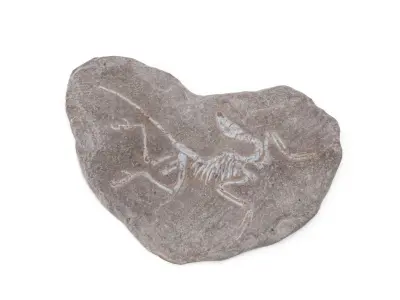 Fossil 03 - Low and High Poly Versions Low-poly 3D model