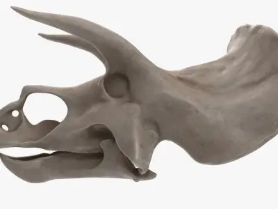 Triceratops Skull 3D model buy