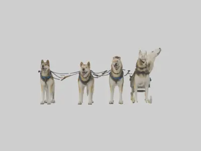 Chinook Dog sledding model Low-poly 3D model