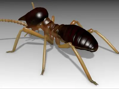 Nasute Termite Low-poly 3D model
