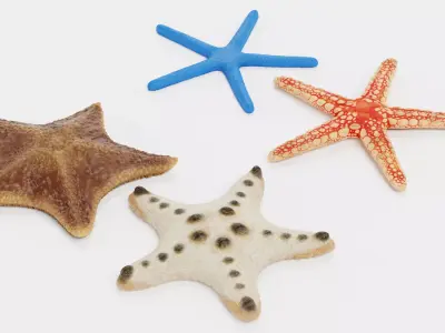 -Starfishes- 3D model