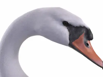 Mute Swan 3D model
