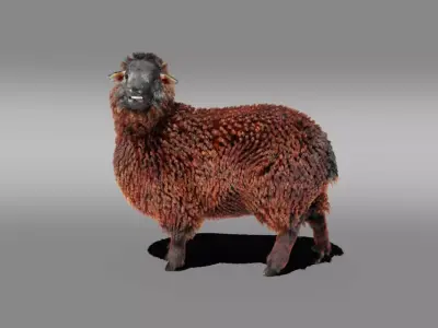Fur Black Sheep Rigged in Blender Low-poly 3D model