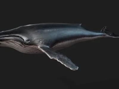 Whale-Animated 3D model