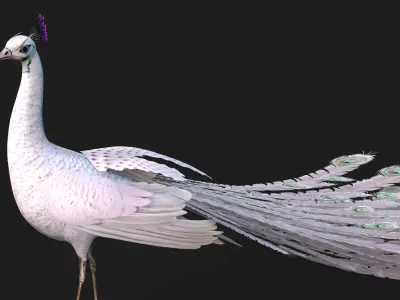 Peacock V3E 3D model