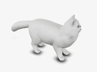cat Persian 3D model