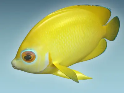 Angle Fish 17 3D model
