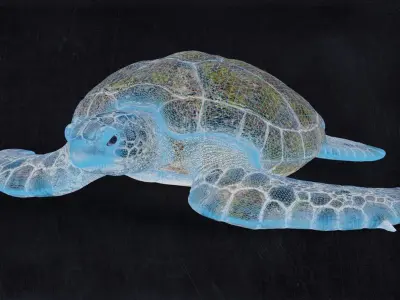 Realistic Turtle high res 3D model
