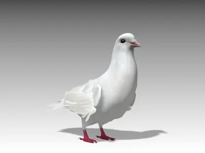 White Dove Low-poly 3D model