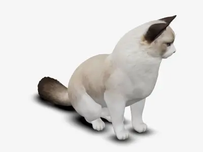 cat ragdoll 3D model