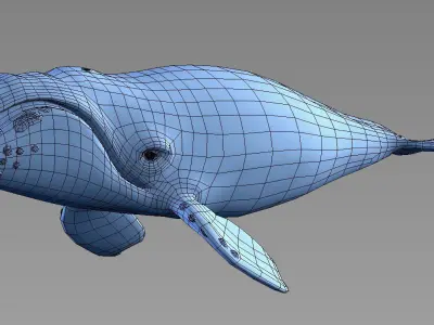 Southern Right Whale - Ballena Franca Low-poly 3D model