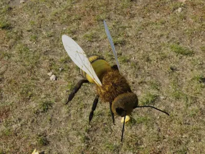 Bee photorealistic 3D model rigged animated Low-poly 3D model