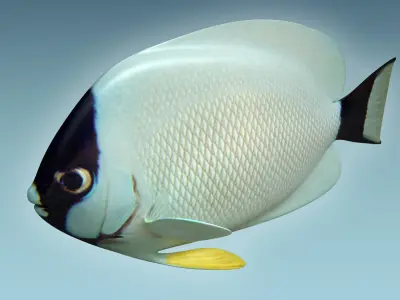 Masked Anglefish 3D model
