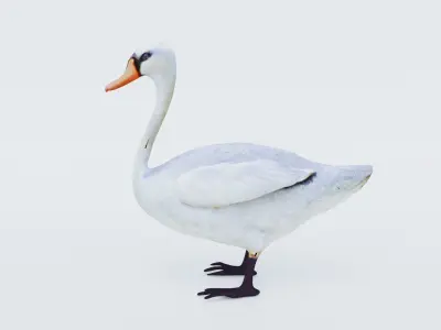 Swan Animal Free 3D model